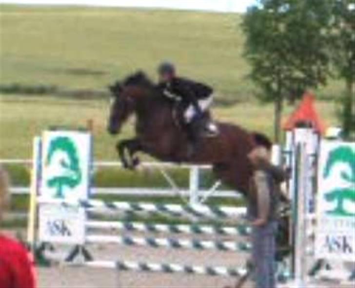 Dansk Varmblod Lillestaruphøjs Celina billede 5