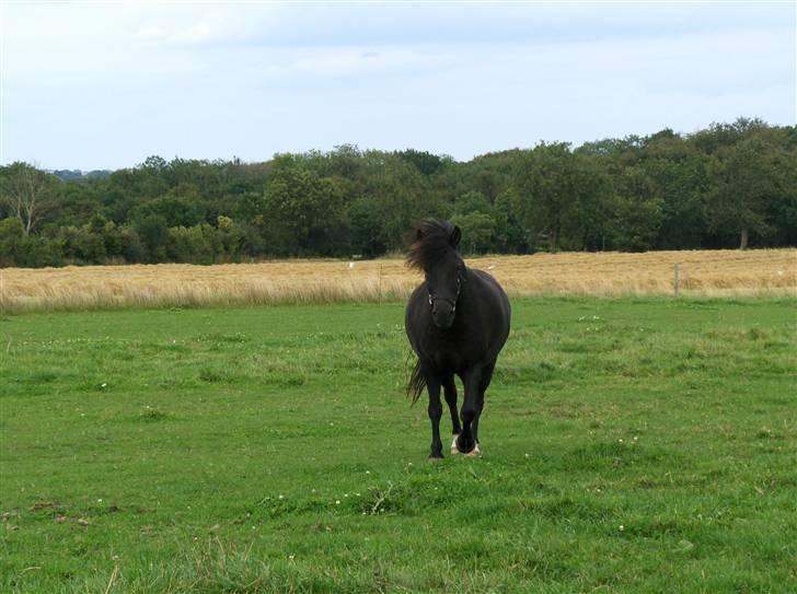 Anden særlig race Figaro, du glemmes aldrig - 18# Du kom mig i møde - et meget betydningsfuldt billede *: billede 18