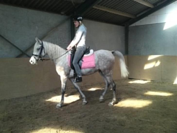 Arabisk fuldblod (OX) Farasha Al-Sahra † <3 billede 12