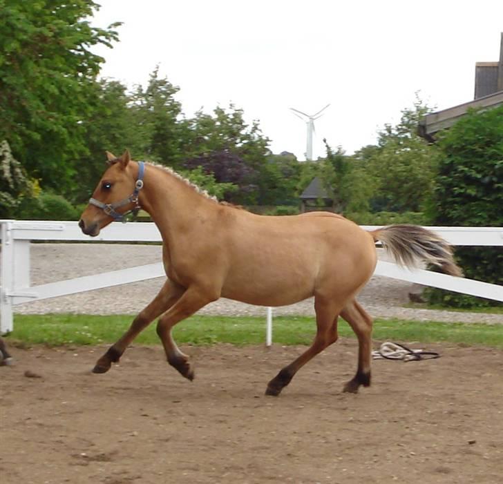 Anden særlig race Cheval Le Anton - Anton 11måneder billede 2