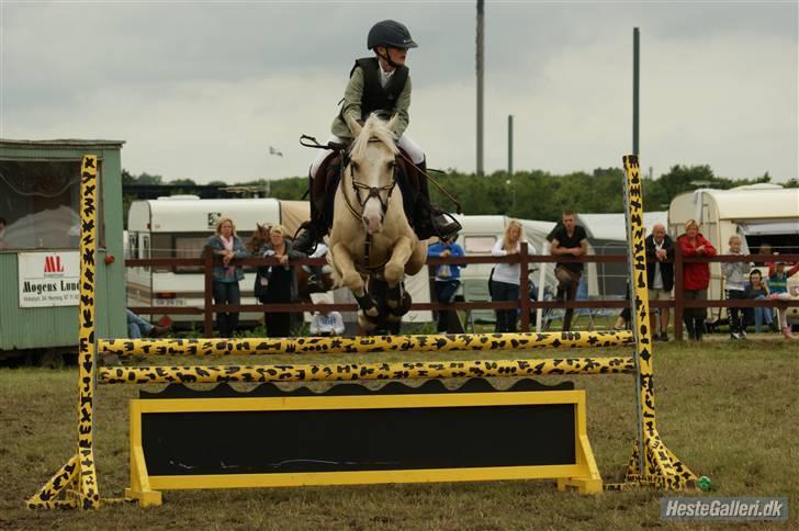 Welsh Pony (sec B) Rosengårdens Nathowra - LA ponyuge 2009 2 plads foto:copyright Charlotte Petersen billede 18