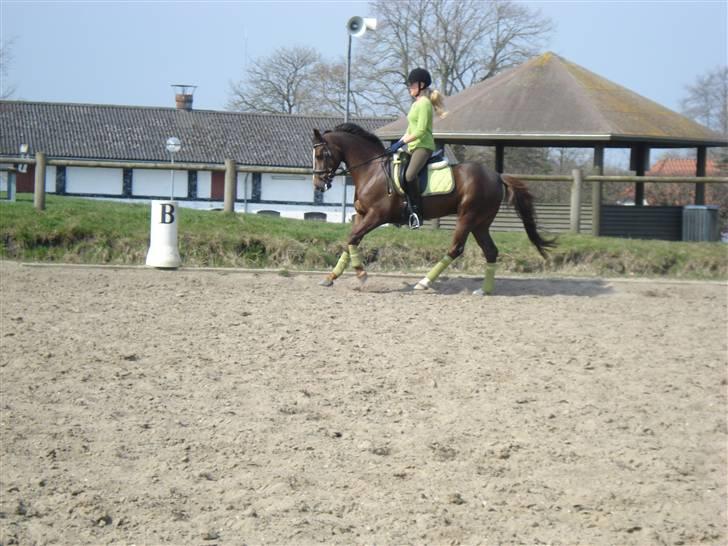 New Forest  carlo    SOLGT  - 08 billede 15