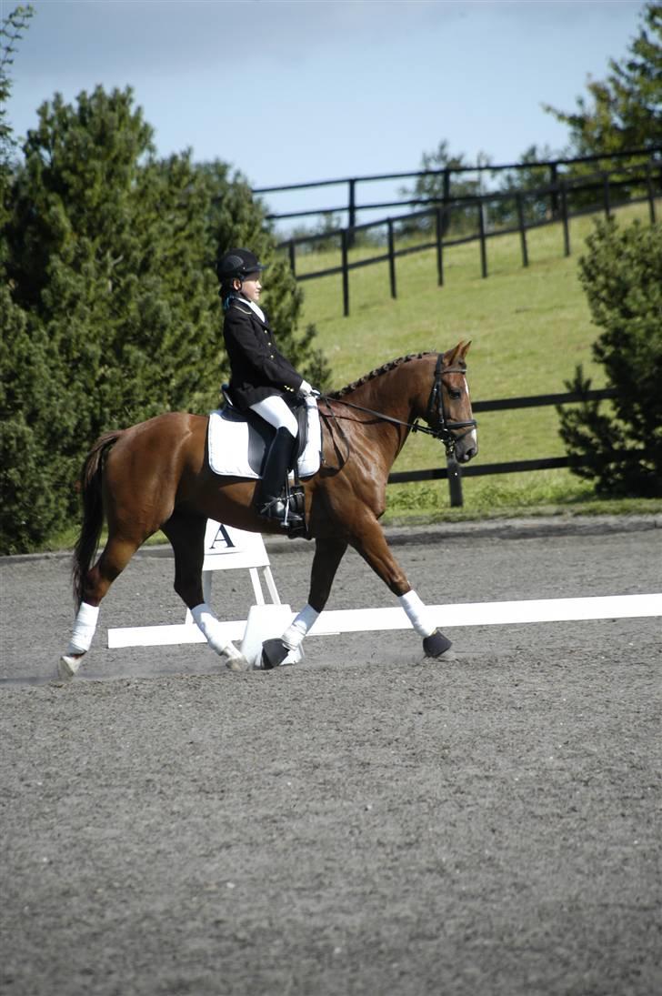 DSP Nørlunds Ascari - NSR 1/8-09 Fotograf: Heidi billede 6