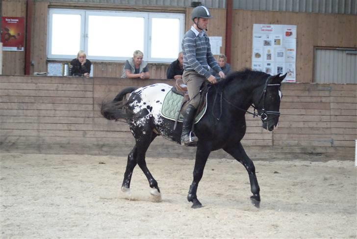 Knabstrupper Ulvegårdens Napoleon. - Nalle har været redet 14 dage :) Foto: Rikke. billede 20