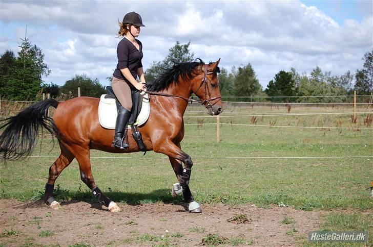 New Forest Hamlet Skønager billede 1