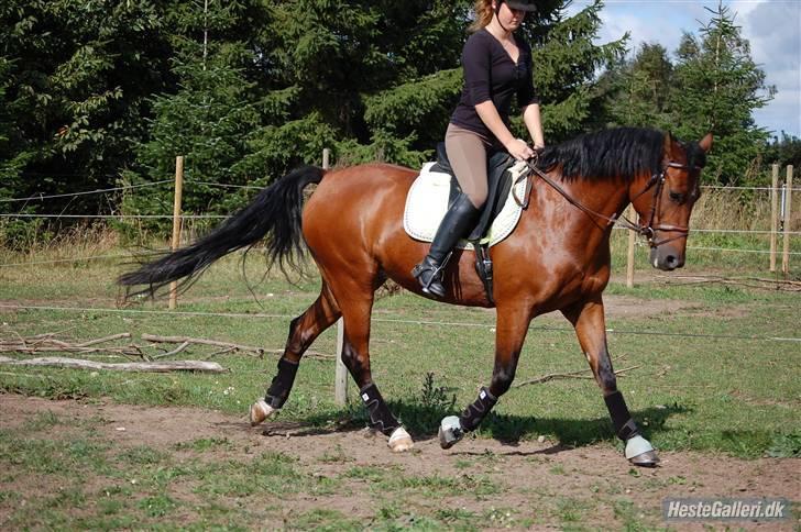 New Forest Hamlet Skønager billede 2