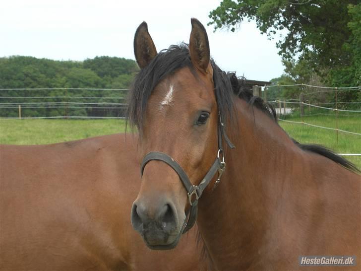 New Forest Hamlet Skønager billede 3