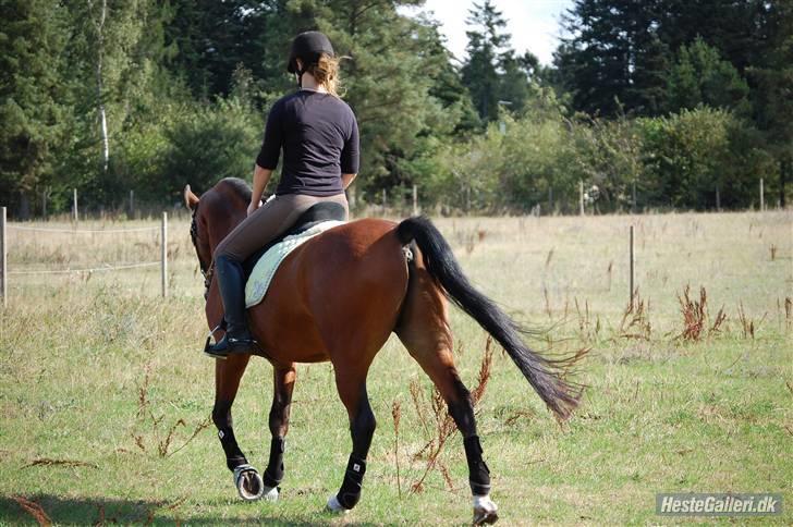 New Forest Hamlet Skønager billede 4