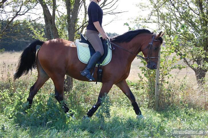 New Forest Hamlet Skønager billede 5