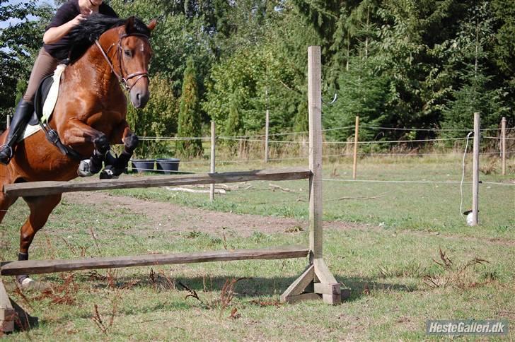 New Forest Hamlet Skønager - 110 cm <3 billede 6