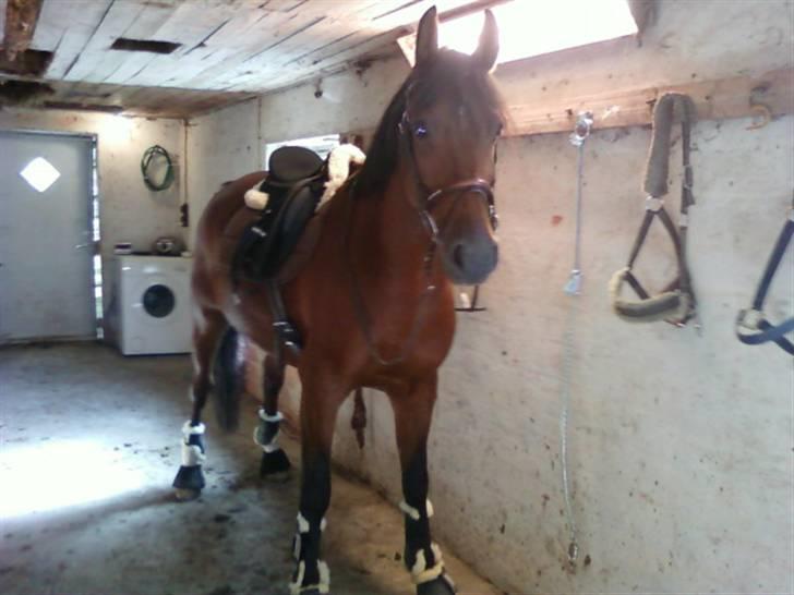 New Forest Hamlet Skønager billede 7