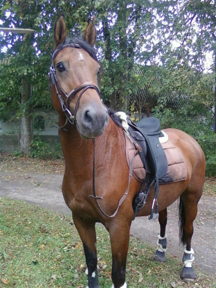 New Forest Hamlet Skønager billede 8