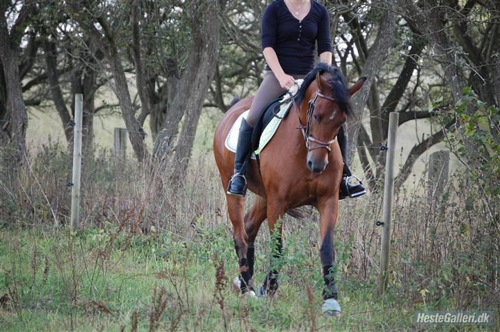 New Forest Hamlet Skønager billede 9