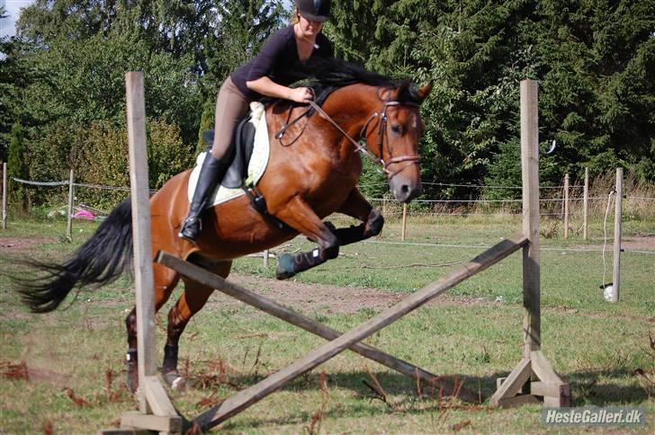 New Forest Hamlet Skønager billede 10