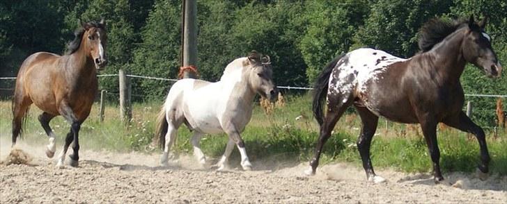 Anden særlig race Jasmin - Mine 3 skønne heste,Jasmin,Aslan og Napoleon. billede 18