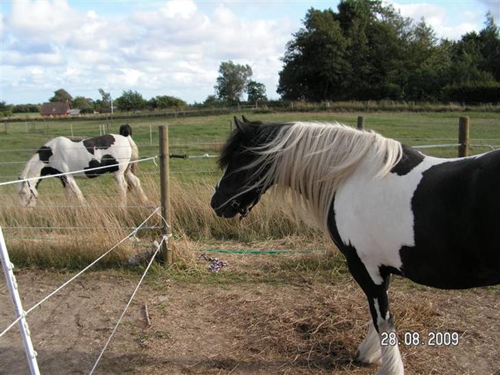 {{currentPhoto.altText}} billede {{currentPhoto.number}}