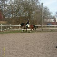 Anden særlig race Sir Anthony