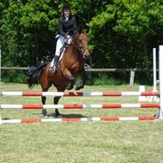 Dansk Varmblod Disney *solgt*