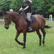 Dansk Varmblod Disney *solgt*