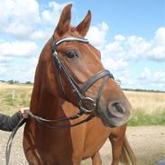 DSP Lykkehøjs Golden Lady