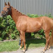 DSP Lykkehøjs Golden Lady