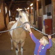 Pinto Mannabakkens Leviosa