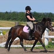 Anden særlig race Lady