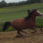 Anden særlig race Thais