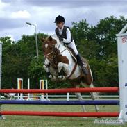 Anden særlig race Dundee