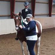 Anden særlig race Dundee