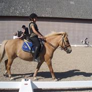 Anden særlig race Rosa