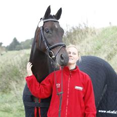 Dansk Varmblod Højersmindes Sheer