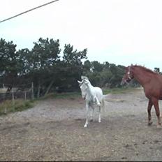 Anden særlig race Dj Gambler(tilbage sendt 