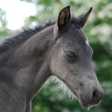 New Forest Hallinds Kaiser 