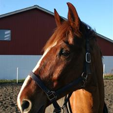 Dansk Varmblod Kingo 