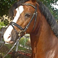 Welsh Cob (sec D) Kirz Vanill Krokodille*solgt*