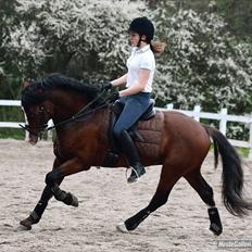 Welsh Cob (sec D) Kirz Vanill Krokodille*solgt*