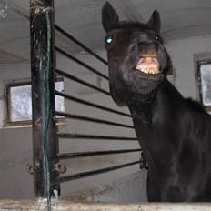 Anden særlig race Casmir <3RIP13