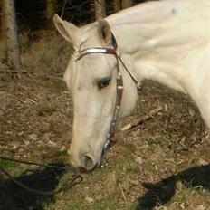 Quarter IMA BEAUTIFUL ZIP, AQHA 4