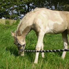 Anden særlig race  Wilse´s Santo