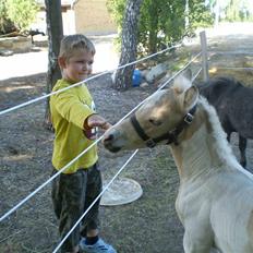 Anden særlig race  Wilse´s Santo