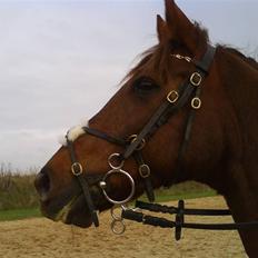Anden særlig race Malibu