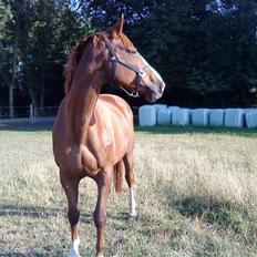 Dansk Varmblod Kildegårds Regitze