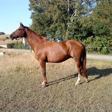 Dansk Varmblod Kildegårds Regitze