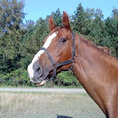 Dansk Varmblod Kildegårds Regitze