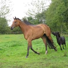 Anden særlig race Bølle (';