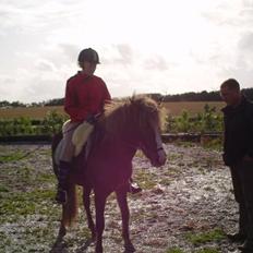 Islænder Loâ fra Nørremarken