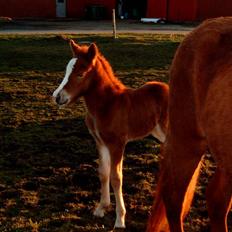 Islænder Loâ fra Nørremarken