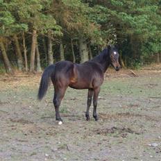 Anden særlig race Gamello Star*** 