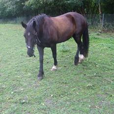 Anden særlig race Black (: (har redet)